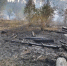 Появилось видео с места пожара в Северном лесу в Воронеже - РИА Воронеж