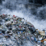 Экологические службы Петербурга собрали более 71 тонны опасных отходов - Петербургский дневник
