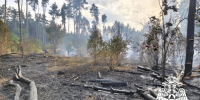 В Воронеже пожар уничтожил 1,5 гектара Северного леса - Комсомольская Правда