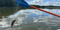 Водный детектив на озере Победное. Экологи не подтвердили худшие опасения - Газета Выборг