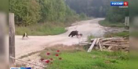 Медведи наступают - Вести Хакасия
