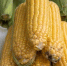 кукуруза - Правительство Московской области