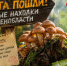 Где искать первые опята в Ленобласти в начале сентября - SyasNews.Ru