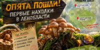 Где искать первые опята в Ленобласти в начале сентября - SyasNews.Ru