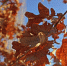 Первый осенний день в Саратове будет жарким - SaratovNews.Ru