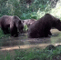 Фото: Саяно-Шушенский заповедник и НП Шушенский бор - НИА
