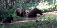 Фото: Саяно-Шушенский заповедник и НП Шушенский бор - НИА