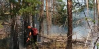 Пожар в Лозновском лесу ликвидирован - DonDay-Volgodonsk.Ru