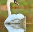 beautiful-swan-lake-amazing-bird-nature-habitat - ТРК Щелково