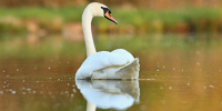 beautiful-swan-lake-amazing-bird-nature-habitat - ТРК Щелково