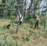 Под Романовской собрали более 700 килограммов конопли - Bloknot-Volgodonsk.Ru