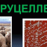 Бруцеллез. - Шипуновский район