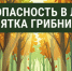 БЕЗОПАСНОСТЬ В ЛЕСУ: ПАМЯТКА ГРИБНИКАМ. - Администрация района