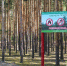 Четвертый класс пожароопасности лесов и торфяников ожидается на территории Нижегородской области - Администрация г. Нижний Новгород