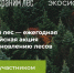Саратовская область присоединится к акции «Сохраним лес» - Балаковские вести