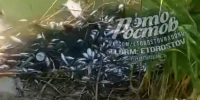 Озеро позеленело, а рыба всплыла: в хуторе под Ростовом произошел замор рыбы - DonDay.Ru