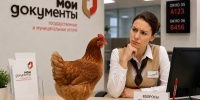 Кур в МФЦ с 1 сентября вести не надо! Как зарегистрировать домашнюю птицу в Новороссийске - Газета Новороссийский рабочий