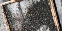 Главу КФХ на Ставрополье оштрафовали за нарушение закона о пестицидах и пчеловодстве после публикации «Блокнота» - Bloknot-Stavropol.Ru