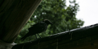 Фото: ПАИ - InformPskov.Ru