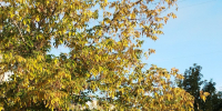 september listva zeltaya - НИА