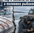 Чир и нельма по безумным ценам, а половина рыбаков — в убытке - ИА SakhaTime