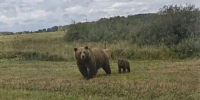 Осторожно, медведи: в Алтайском крае звери все чаще выходят к селам - Сетевое издание Толк