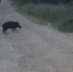 Свиненка встретил в лесу Приамурья охотинспектор видео - Amur.Life
