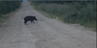 Свиненка встретил в лесу Приамурья охотинспектор видео - Amur.Life