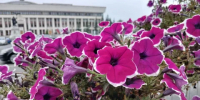 В Калужской области усилится ветер - Калужский перекрёсток