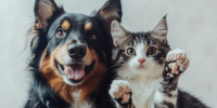 Фестиваль "Котики, которые любят" в МЕГЕ Белая Дача - Molnet.Ru