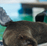 Документальный фильм о Государственном зоопарке Удмуртии выйдет в эфир российского телеканала - Глава и Правительство Удмуртской Республики