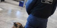 В аэропортах Москвы служебные собаки за шесть месяцев нашли около 7 кг наркотиков - Вести Подмосковья