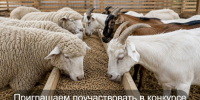 Стартовал приём заявок на конкурс производителей кормов и кормовых добавок - Министерство сельского хозяйства