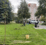 10 новых кленов высадили в сквере у Рижской гостиницы в Пскове - Комсомольская правда