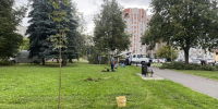 10 новых кленов высадили в сквере у Рижской гостиницы в Пскове - Комсомольская правда