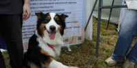 Нижегородский охотник застрелил соседскую собаку на глазах у детей - НИА Нижний Новгород