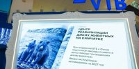 ВТБ создает центр реабилитации диких животных на Камчатке - Комсомольская Правда