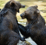 image - GazetaRB.Ru