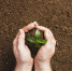gardener-planting-ground - Газета Восход
