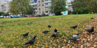 Перепады температур и ранний снег: синоптики обновили прогноз погоды на осень - ProGorod.Ru