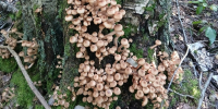 В этих округах Подмосковья опята собирают мешками - ОКА-ФМ
