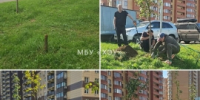 В Реутове высадили липы и клены - ProReutov.Ru