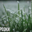 Заморозки с 3 по 5 сентября - МЧС