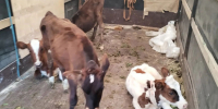 В Брянской области Россельхознадзор пресек попытку перемещения молодняка КРС без ветеринарных документов - Россельхознадзор