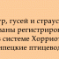 Липецким птицеводам теперь нужно вносить кур, гусей и страусов в систему «Хорриот» - Народное слово