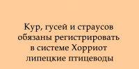 Липецким птицеводам теперь нужно вносить кур, гусей и страусов в систему «Хорриот» - Народное слово