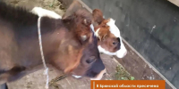 В Клинцовском районе задержали скот без ветеринарных документов - БрянскToday.Ru