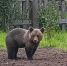 медвежонок - V-Kurse.Ru