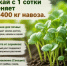 «Зеленое удобрение» осенью. Советы по посеву горчицы от Россельхозцентра - Калтасинский район
