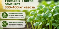 «Зеленое удобрение» осенью. Советы по посеву горчицы от Россельхозцентра - Калтасинский район